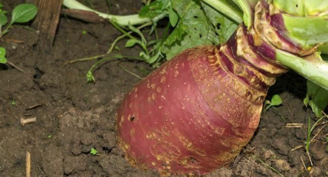 Popis odrůd rutabaga krasnoselskaya, kuuziku a dalších, nejlepší typy pro sibiř